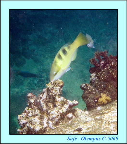 2006 - 07 - Tioman - Plongee Coral island 19